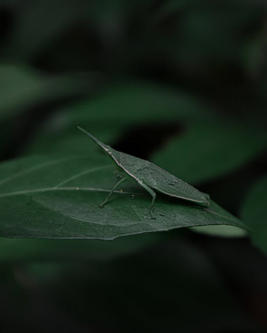 A close-up of a green insect resembling a leaf mimic, resting on a dark green leaf with a smooth surface and visible veins. The insect's elongated, flat body and wings blend seamlessly with the leaf's shape and texture, creating a camouflaged appearance. The leaf is positioned horizontally, with the insect situated towards the center, featuring tiny legs gripping the leaf's edge. The background consists of blurred dark foliage, emphasizing the insect and leaf in the foreground. The overall scene appears to be outdoors among dense greenery, with soft, natural lighting highlighting the details of both the insect and the leaf, supporting the context of natural insect behavior or camouflage within a verdant environment.